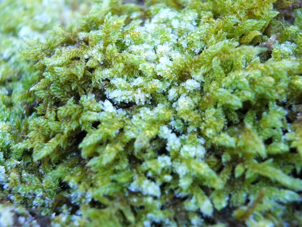 kışın yeşil yosun üzerinde don yakın