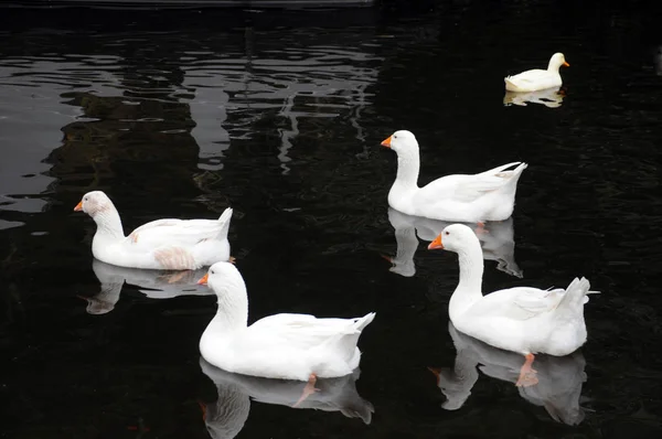 五只白鸭子在平静的黑水中游泳 有倒影 — 图库照片