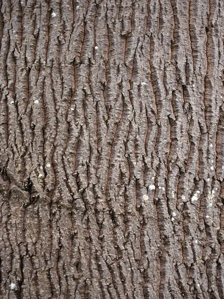 Rinde Des Brachychiton Verfärbung Oder Lacebark Baum — Stockfoto