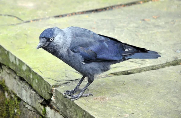 Avrupa Jackdaw Aşağı Bakan Bir Taş Duvarın Üstüne Tünemiş — Stok fotoğraf