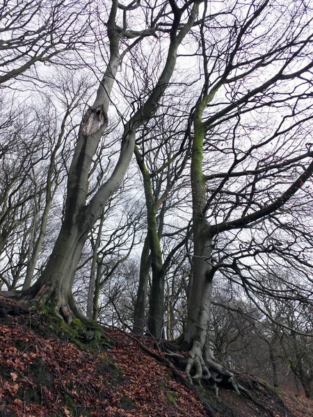 Stark Dire Arbres Hiver Avec Des Branches Tordues Dans Forêt — Photo