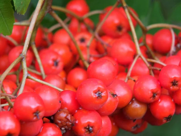 Yağmur damlaları ile ormanlık bir çalılık üzerinde vahşi büyüyen parlak kırmızı rowan çilek bir demet yakın bir