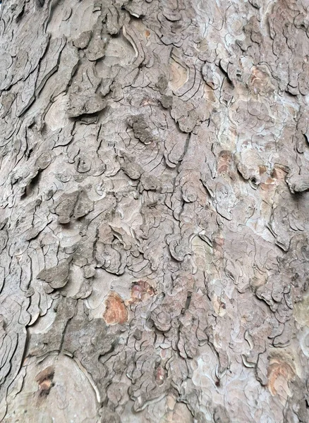 古い木の層状のリングテクスチャを持つ古いブナの樹皮 — ストック写真