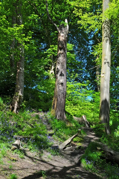 明亮的阳光明媚的春天林地与高大的山毛树在山上与充满活力的绿色新树叶阴影在森林地板和蓝色害羞的叶子后面 — 图库照片