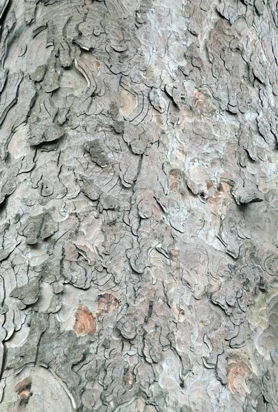 Écorce Hêtre Gros Plan Sur Vieil Arbre — Photo