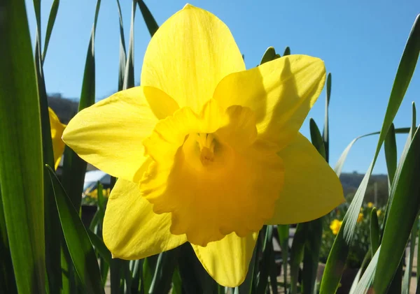 Primer Plano Vibrante Narciso Amarillo Primavera Contra Brillante Cielo Azul — Foto de Stock