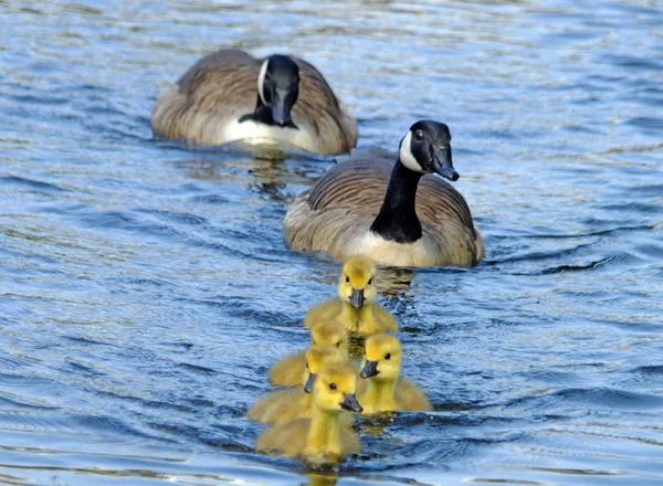 Eine Familie Von Kanadagänsen Mit Gelben Flauschigen Gösslingen Die Einem — Stockfoto