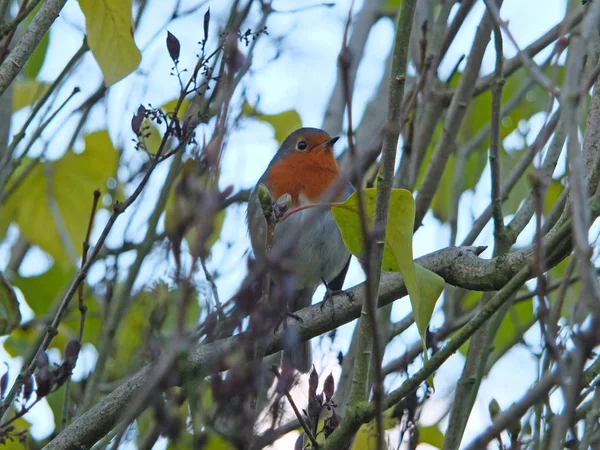 Een Europese Robin Neergestreken Een Boom Met Vervaagde Bomen Bladeren — Stockfoto