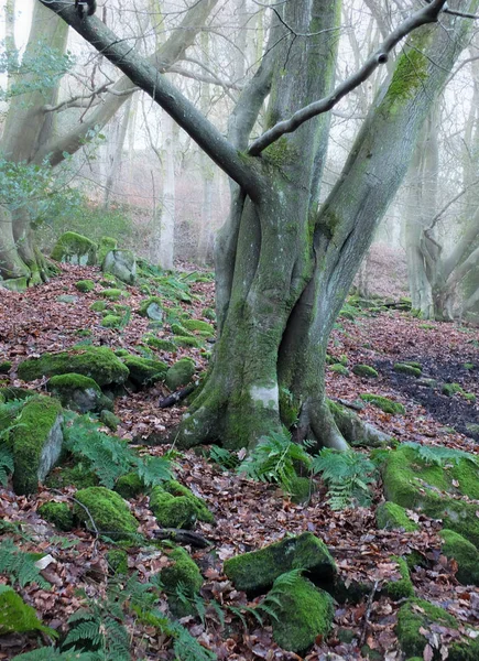 tek eski yosun yerde yosun ve eğrelti otu kaplı yeşil kayalar ile sis kaplı ormanlık ile sisli kış ormanında ağaç kaplı 