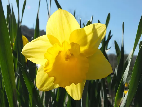 Narciso Amarillo Brillante Primavera Con Luz Del Sol Brillante Pensó — Foto de Stock