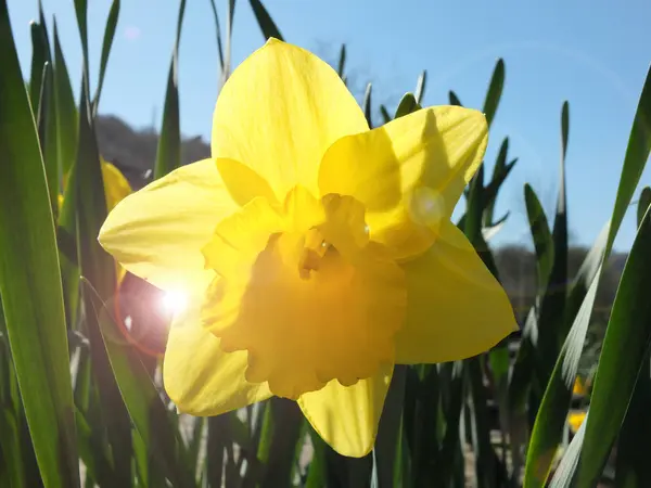 Único Narciso Amarillo Brillante Que Florece Primavera Contra Cielo Azul — Foto de Stock