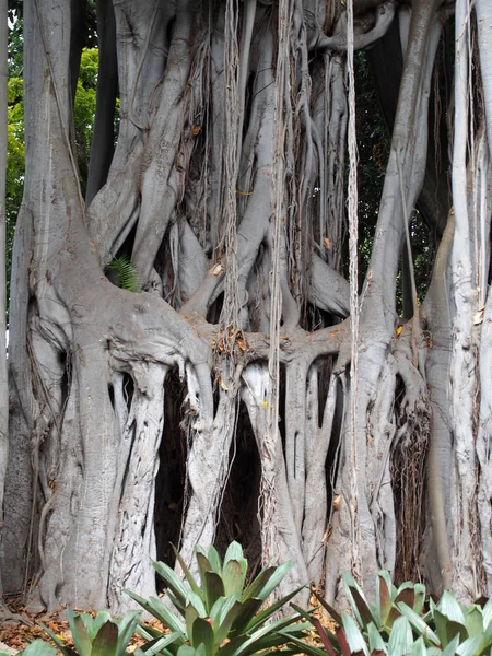 Massive Ancient Banyan Tree Complex Joined Trunks Branches Jungle Environment — Stock Photo, Image