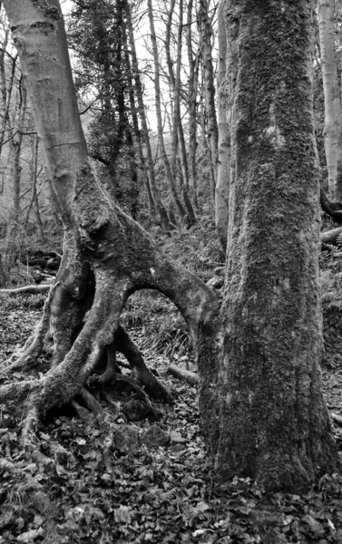 ağaç kökleri, seçici odak