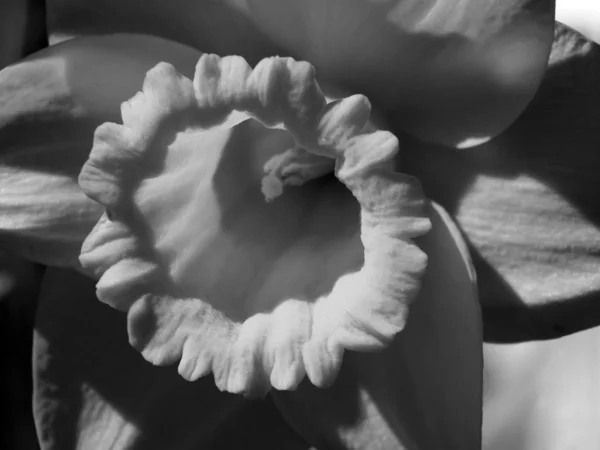 Foto Blanco Negro Flor — Foto de Stock