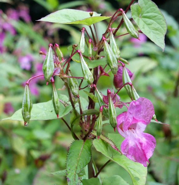 Himalaya balsam çiçek ve tohumpodlar yağmur damlaları ile bir nehir yakınında sulak büyüyen bir yakın çekim