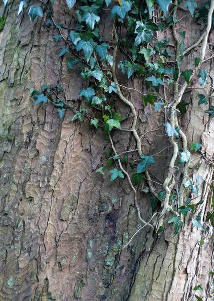 Ivy Καλλιέργεια Ένα Κορμό Δέντρου Οξιά Υφή Φλοιού Χειμώνα — Φωτογραφία Αρχείου