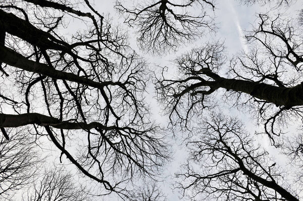 Black forest trees view upwards of canopy with tall trees and twisted branches