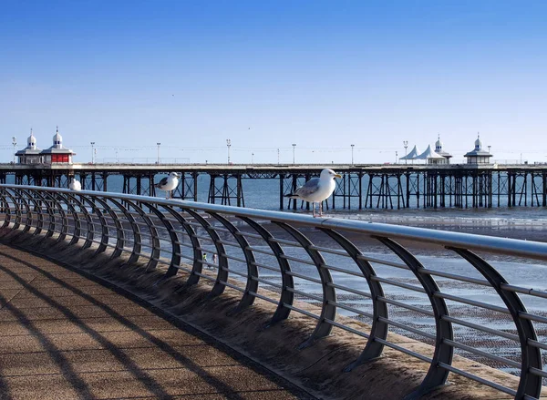 Gaviotas Posadas Sobre Barandillas Paseo Marítimo Blackpool Con Muelle Norte — Foto de Stock