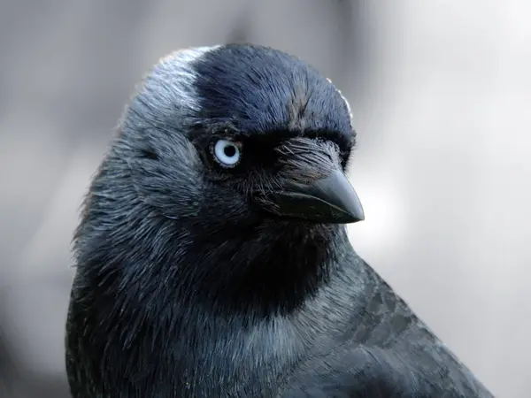 Ritratto Ravvicinato Jackdaw Con Testa Che Riempie Telaio Guardando Macchina — Foto Stock