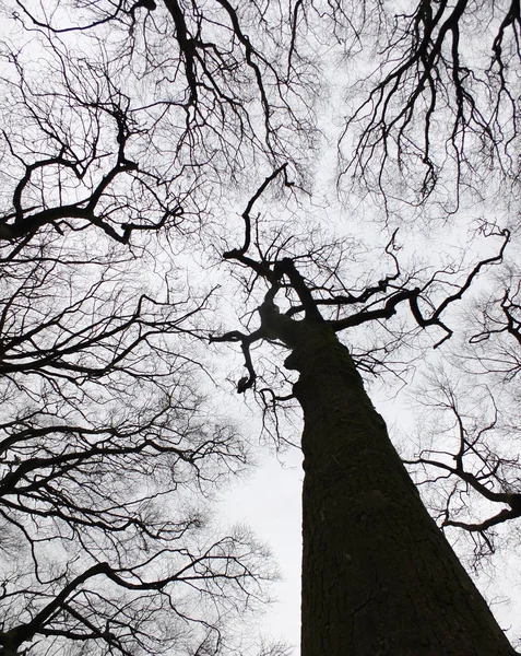 Drzew Przed Niebem Selektywne Skupienie — Zdjęcie stockowe