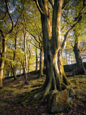 Yaz aylarında eski kayın ağaçları ile Batı Yorkshire Hillside ormanlık