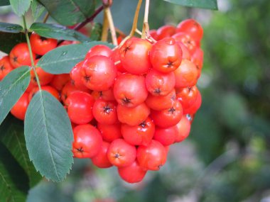 Yağmur damlaları ile ormanlık bir çalı üzerinde vahşi büyüyen parlak kırmızı rowan çilek bir demet yakın