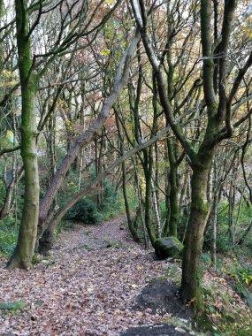 yoğun ağaçlar ve sarkan dalları ile koyu sonbahar ormanı olsa uzun bir yaprak kaplı yol kaplı