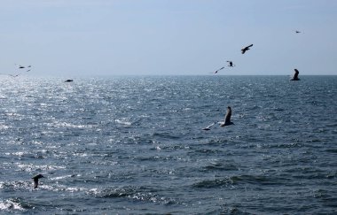 Sakin, güneşli bir yaz denizi üzerinde açık mavi gökyüzü ile uçan martıların geniş panoramik görüntüsü