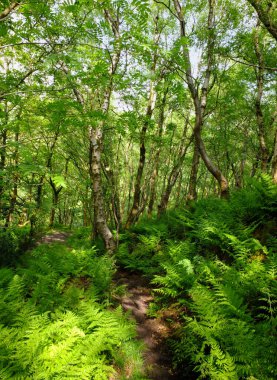 ağaçların arkasında mavi gökyüzü ile orman zemin üzerinde canlı yeşil yaprakları ve güneşli eğrelti otları ile yeşil yaz ormanlık bir yol
