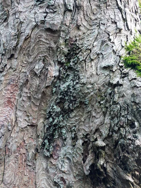 風化した古いブナの木の樹皮と緑の苔 — ストック写真