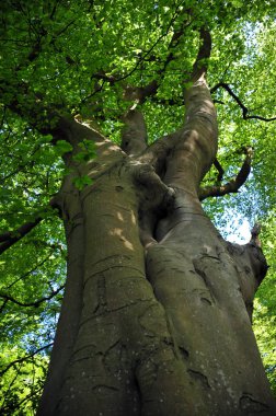mavi gökyüzü ve parlayan güneş ışığı ile canlı yeşil yaprakları ile bir bahar sabahı uzun boylu eski kayın ağacının dikey görünümü gölgelik düşündüm