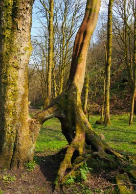 arka planda parlak mavi gökyüzü ve dik tepe ile parlak erken bahar güneş ışığında açık bir çim kaplı orman kaplı birleştirilmiş bükülmüş kökleri ile uzun kayın ağaçları