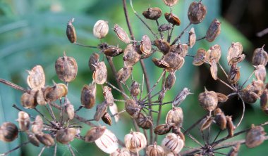 Bulanık bir doğa arka plan karşı yabani yaban havucu tohumu kafaları yakın