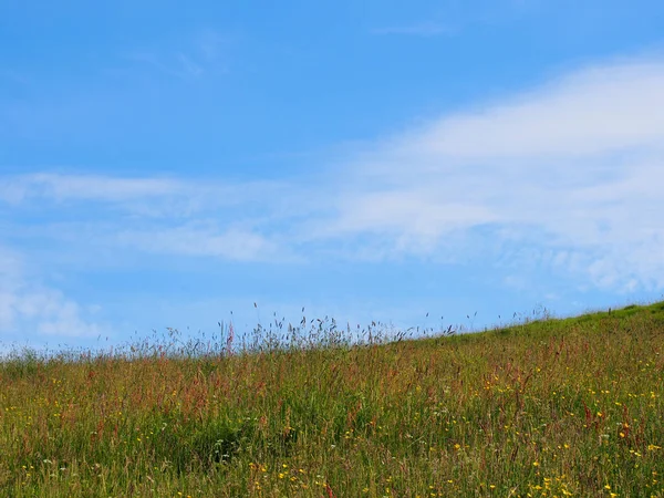 mavi gökyüzü ve bulutlar ile parlak güneşli bir sabah uzun boylu doğal otlar ve kır çiçekleri ile parlak erken yaz saman çayır