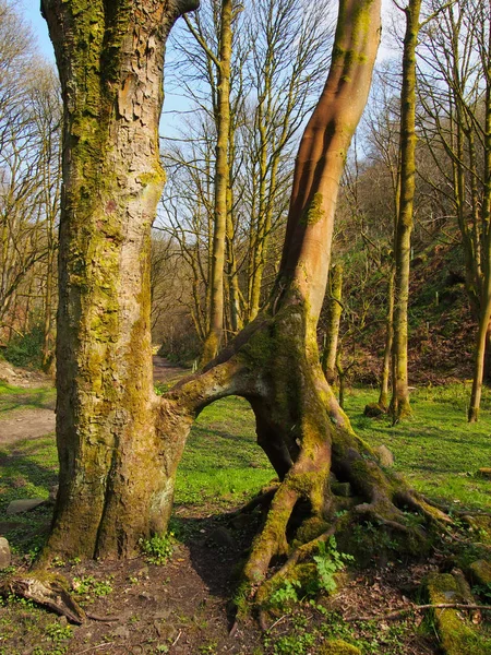 Hoge Beukenbomen Met Aangesloten Blootgesteld Gedraaide Wortels Een Gras Bedekt — Stockfoto