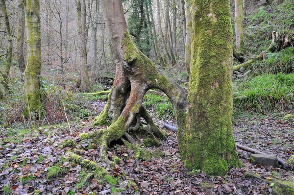 Moosbewachsener Waldbaum Mit Verdrehten Freiliegenden Wurzeln Einer Winterlichen Waldlandschaft — Stockfoto
