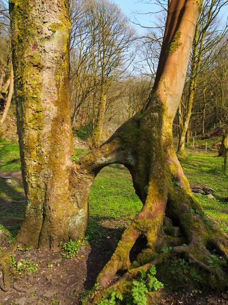 Vysoké Buky Spojenými Kořeny Trávě Pokrytých Lesních Mýtině Jasném Ranním — Stock fotografie