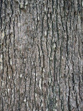 Grevillea robusta Güney ipeksi meşe kabuğu