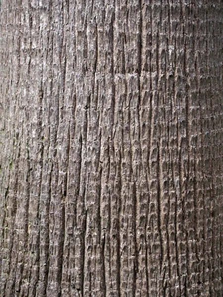 メキシコのファンヤシの木の樹皮 — ストック写真