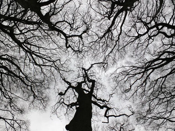 Albero nero rigido invernale e baldacchino della foresta con rami ritorti — Foto Stock