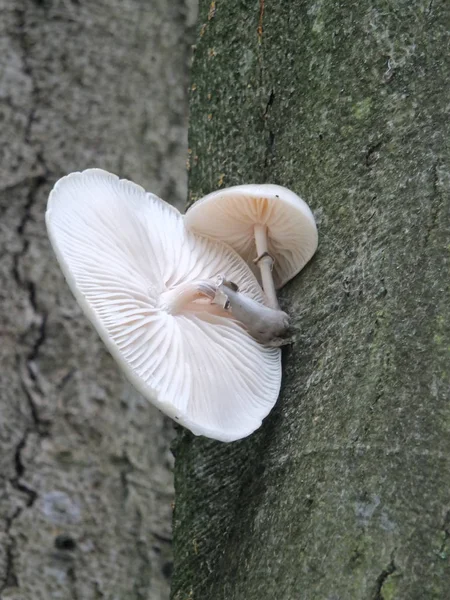 Porcelánové houby rostoucí na bukové stromové kůře na začátku podzimu — Stock fotografie