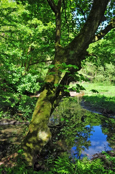 Bos lente scene met levendige groene bomen overhangend een rustige blauwe vijver en levendig groen gebladerte in fel zonlicht en contrasterende schaduw — Stockfoto