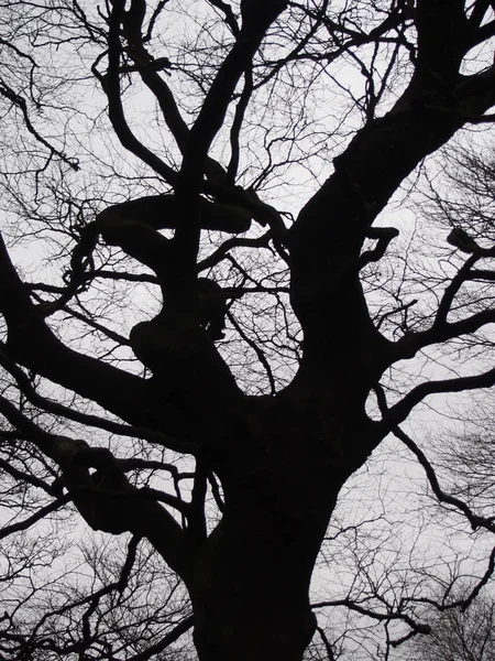 黑色扭曲的山毛树对灰色的冬季天空 — 图库照片