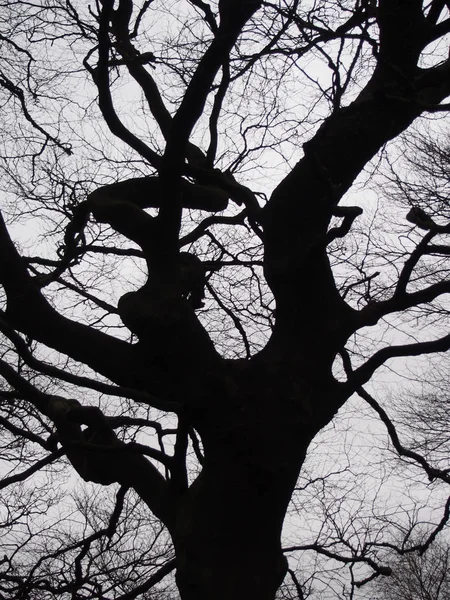 Faia preta torcida contra um céu de inverno cinza — Fotografia de Stock