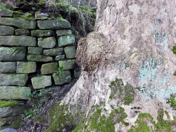 Close Large Old Tree Trunk — Stockfoto