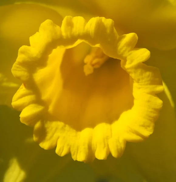 Primer plano del centro de un narciso amarillo brillante — Foto de Stock