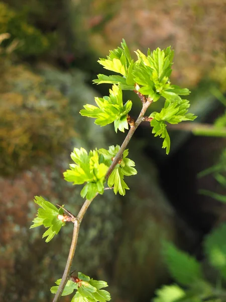 Fechar-se de um galho do espinheiro comum com brotamento folhas de primavera verde brilhante saindo dos ramos contra rochas borradas — Fotografia de Stock