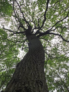 ağacın düşük açı görünümü, seçici odak