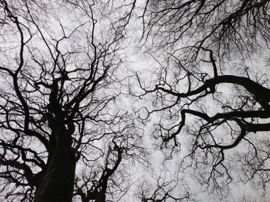 bükülmüş dalları ile stark siyah kış ağacı ve orman gölgelik