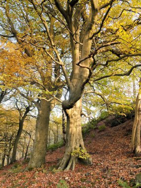 güzel uzun boylu görkemli sonbahar kayın ağaçları altın dönmeye başlayan yaprakları ile dik bir yamaca büyüyen